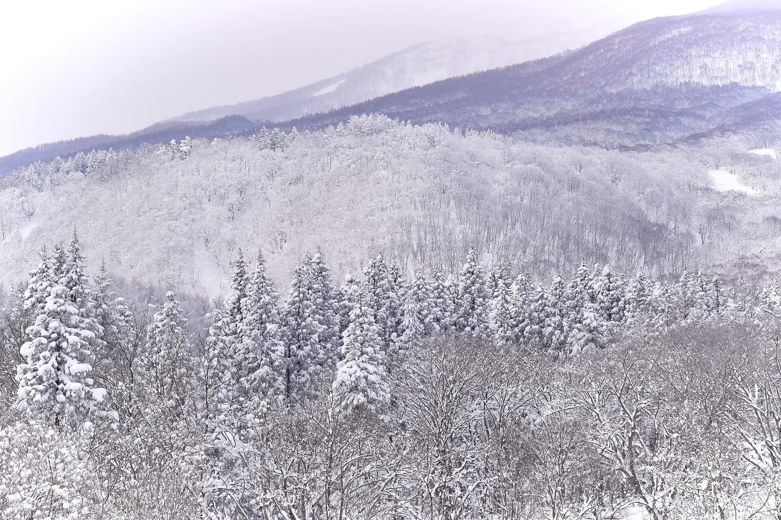 Snow-laden forest below the Myoko peaks in deep winter